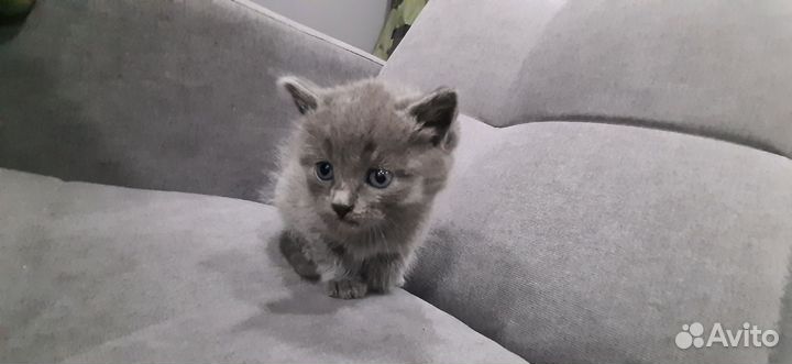 Отдам в добрые руки котят