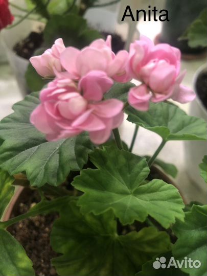 Пеларгония герань