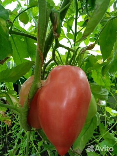Помидоры домашние