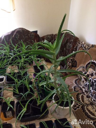 Алоэ (столетник) лекарственный