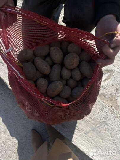 Семенной картофель Королева Анна