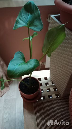 Калла эфиопская