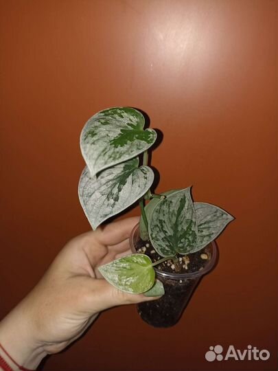 Сциндапсусы, филодендроны, монстеры 3