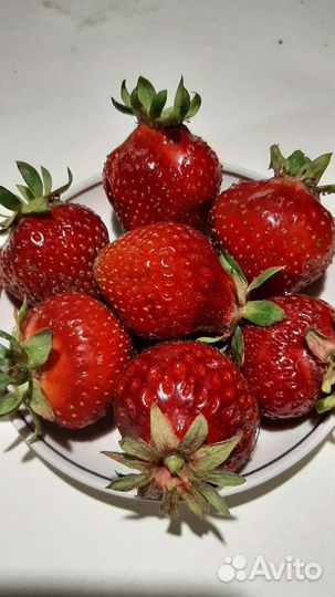 Рассада Купчиха