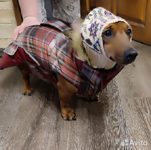 Шапка для собаки