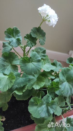 Белая взрослая герань с цветом