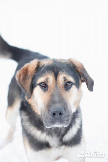 Собака в добрые руки Муха ищет дом