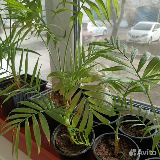 Пальма хамедорея