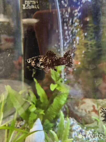 Рыба моллинезии