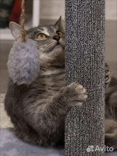 Игрушка, Когтеточка столбик для кошек с лежанкой