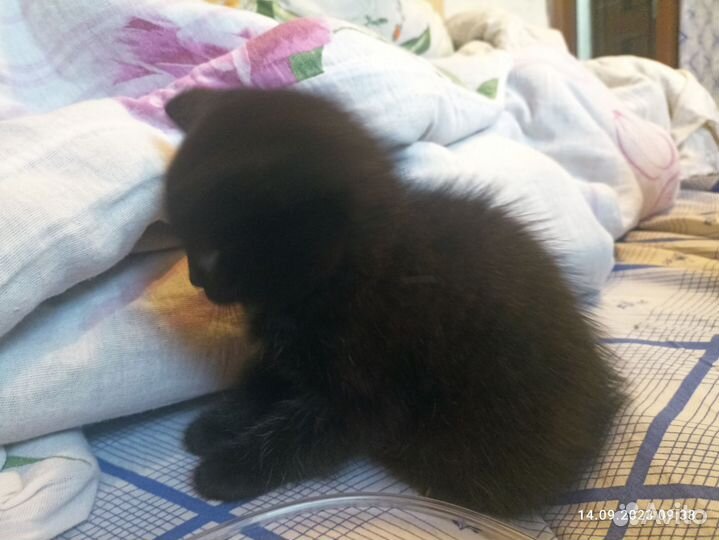 Котенок девочка от сиамской кошечки