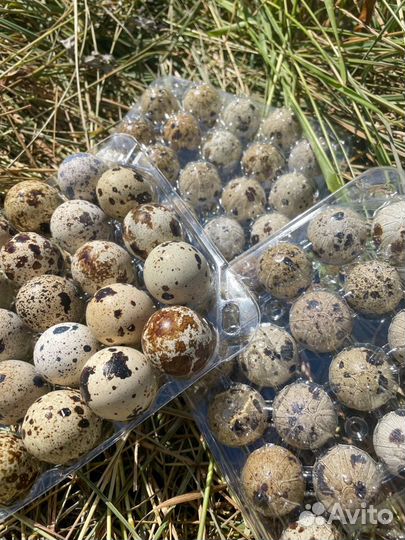 Яйца перепелиные
