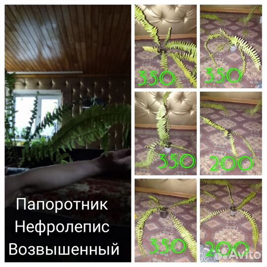 Папоротник нефролепис Возвышенный