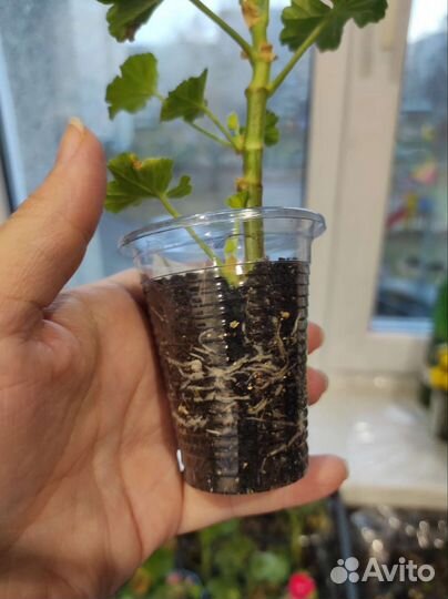 Пеларгония герань сортовая укорененные