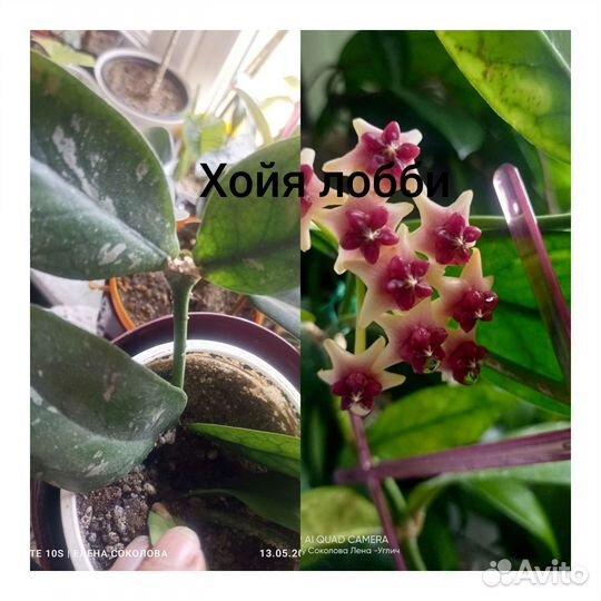 Комнатные цветы