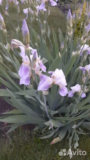 Ирис бородатый, солидаго, хоста, хризантема 50р