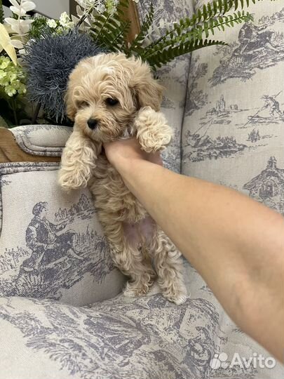 Той-пудель / Мальтипу