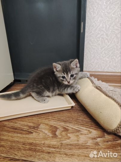 Котята ищут дом