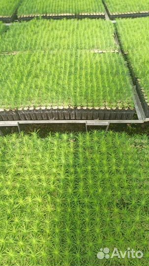 Сеянцы ели зкс опт