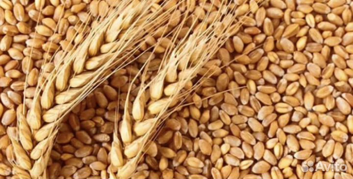 Пшеница 4 класс