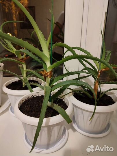 Алоэ столетник