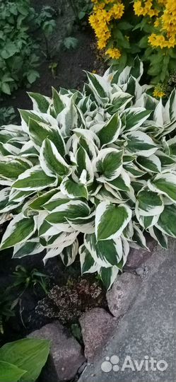 Хоста цветы