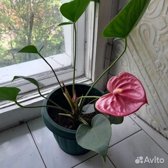 Комнатные цветы