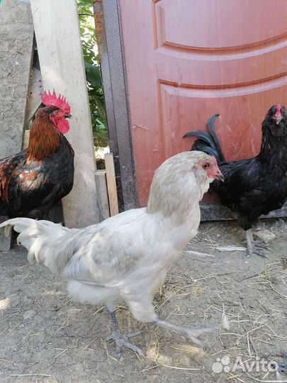 Молодые петухи породные и курочки