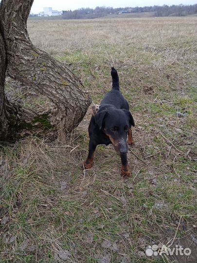 Ягдтерьер вязка