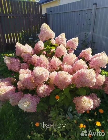 Гортензия Фантом