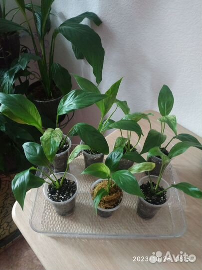 Спатифиллум City of Angel (Город ангелов)