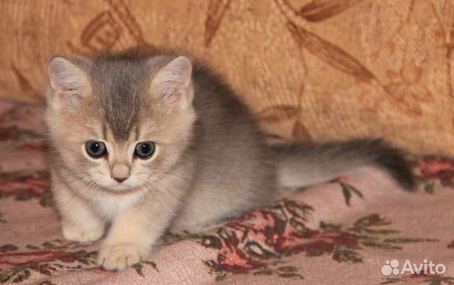 Британские котята Голубое золото Кошечка Дина