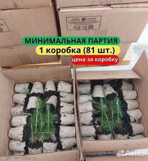 Сеянцы сосны обыкновенной зкс