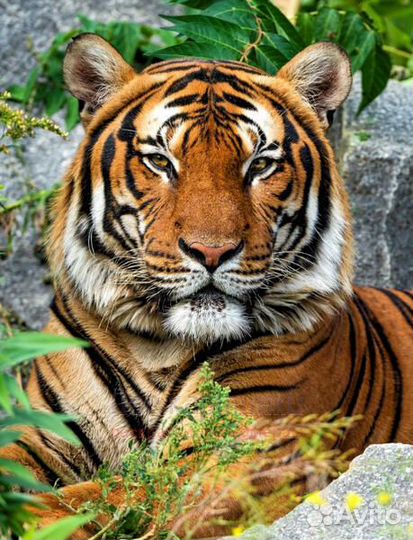 Алмазная мозаика 30x40 Огромный тигр на отдыхе