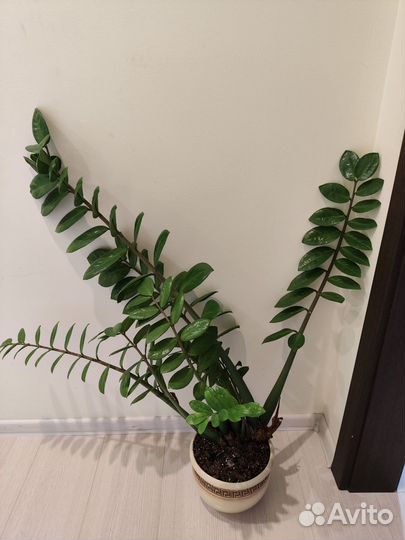 Замиокулькас