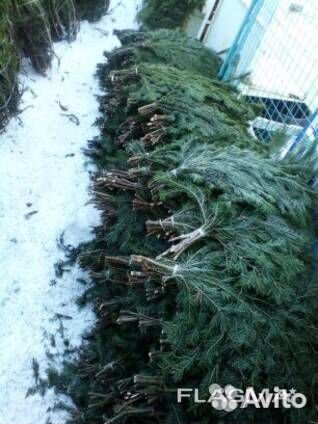 Пихтовые веники