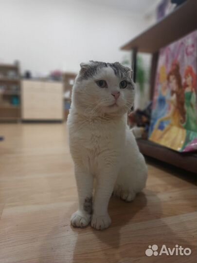 Вислоухий кот