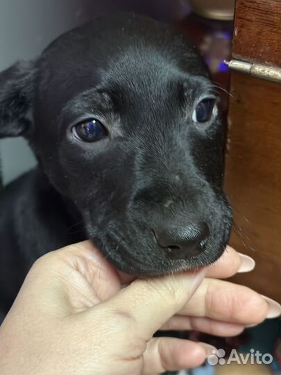 Отдам в добрые руки