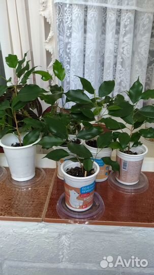 Молодые фикусы Бенджамина