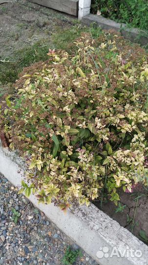 Спирея три вида