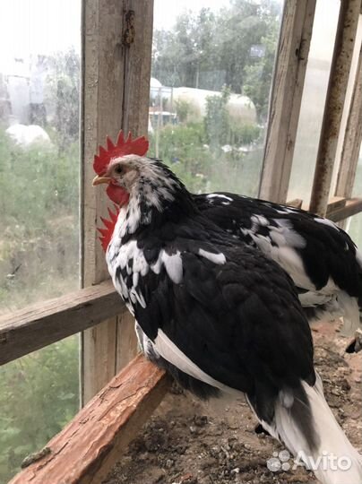 Цыплята 2 месяца (Бентамки и карликовый Кох