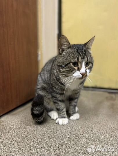 Харизматичный кот Василий