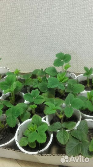 Рассада клубники