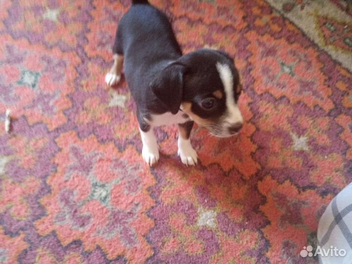 Той-терьер щенки