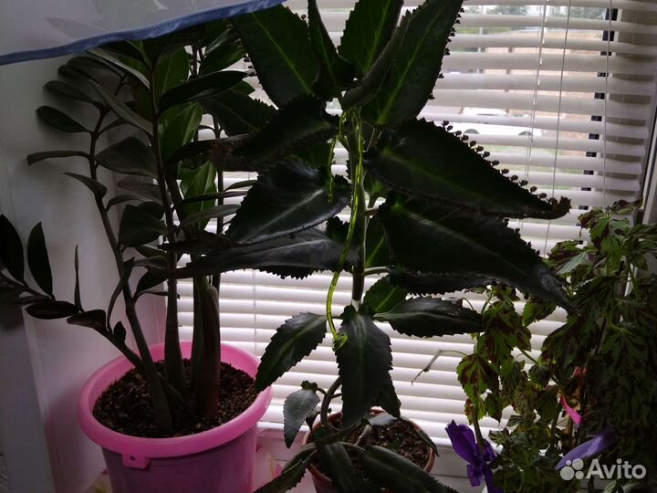 Каланхоэ лечебное