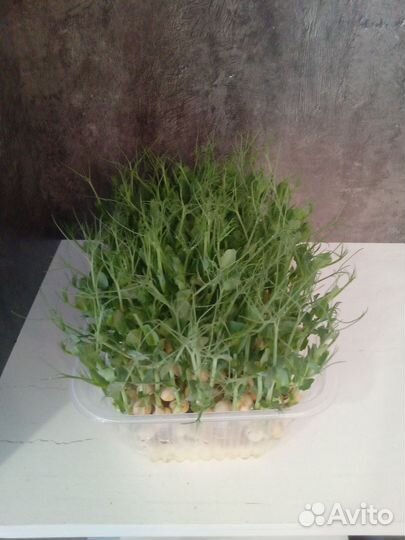 Микрозелень горошек