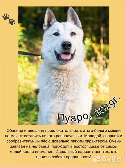 Собака в добрые руки