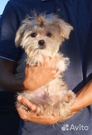 Щенок йорк мальтезе