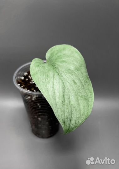 Сциндапсусы Сильвер Хиро, Сильвер энн