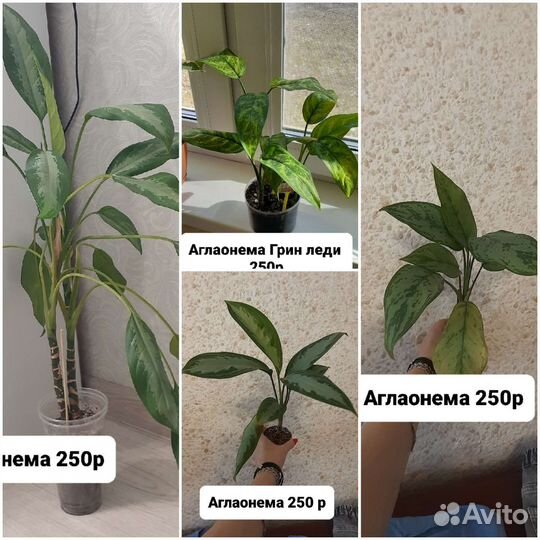 Продам фикусы,аглаонемы,декабрист,синг